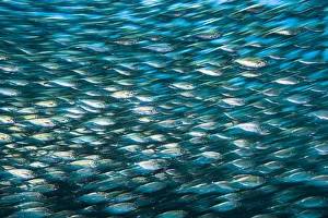 Green jacks (Caranx caballus) long exposure, La Paz, Mexico. Gulf of California, Sea of Cortez Green jacks (Caranx caballus) long exposure, La Paz, Mexico. Gulf of California, Sea of Cortez