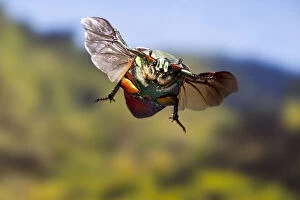 Images Dated 2nd October 2010: Green june beetle (Cotinis nitida) in flight Williamson County, Texas, USA Controlled conditions