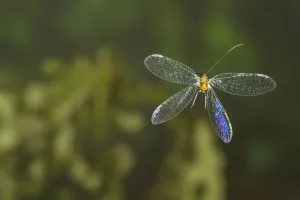 Green lacewing (Abachrysa eureka) in flight,, Tuscaloosa County, Alabama Green lacewing (Abachrysa eureka) in flight,, Tuscaloosa County, Alabama