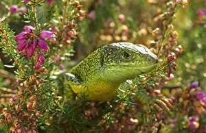 Related Images Collection: Green lizard {Lacerta viridis} amongst Heather, UK, captive