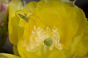 Green Lynx Spider (Puecetia viridans) on Prickly pear blossom {Opuntia sp} waiting Green Lynx Spider (Puecetia viridans) on Prickly pear blossom {Opuntia sp} waiting