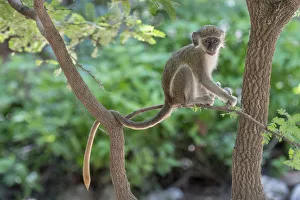 Green monkey (Chlorocebus sabaeus) juvenile sitting in tree. Janjanbureh, Gambia Green monkey (Chlorocebus sabaeus) juvenile sitting in tree. Janjanbureh, Gambia