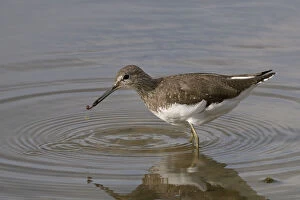 Sandpipers Gallery: Green Sandpiper Collection