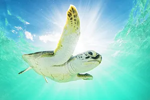 Green sea turtle (Chelonia mydas) swimming near surface, viewed from below, The Bahamas Green sea turtle (Chelonia mydas) swimming near surface, viewed from below, The Bahamas