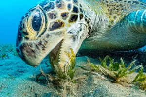 Green sea turtle (Chelonia mydas) grazing on Turtlegrass (Halophila stipulacea), close up Green sea turtle (Chelonia mydas) grazing on Turtlegrass (Halophila stipulacea), close up