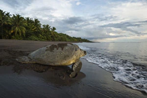 Images Dated 9th November 2013: Green sea turtle female (Chelonia mydas) returning to the sea, Tortuguero National Park, Costa Rica