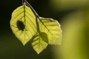 Green shieldbug (Palomena prasina) silhouetted on beech leaves (Fagus sylvatica) Green shieldbug (Palomena prasina) silhouetted on beech leaves (Fagus sylvatica)