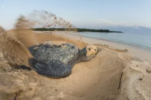 Green turtle (Chelonia mydas) female digging nest, North coast, Santa Cruz Island Green turtle (Chelonia mydas) female digging nest, North coast, Santa Cruz Island