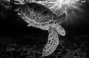 Images Dated 19th July 2013: Green turtle (Chelonia mydas) with rays of sunlight, black and white image, Akumal