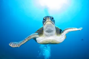 Green turtle (Chelonia mydas), South Tenerife, Canary Islands, Atlantic Ocean Green turtle (Chelonia mydas), South Tenerife, Canary Islands, Atlantic Ocean