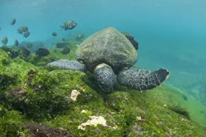 Green turtle (Chelonia mydas) swimming, Punta Espinosa, Fernandina Island, Galapagos Green turtle (Chelonia mydas) swimming, Punta Espinosa, Fernandina Island, Galapagos