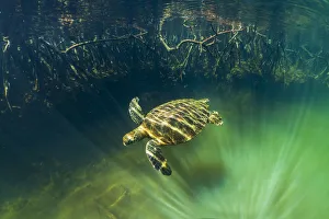 Green turtle (Chelonia mydas) swimming, Posa de los Patillos, Fernandina Island Green turtle (Chelonia mydas) swimming, Posa de los Patillos, Fernandina Island