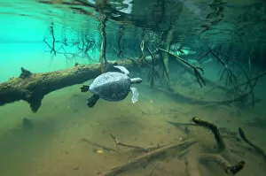 Unesco World Heritage Site Gallery: Green turtle (Chelonia mydas) swimming near mangroves, Elizabeth Bay, Isabela Island