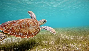 Green turtle (Chelonia mydas) swimming over sea grass, Grenadines, Caribbean, February Green turtle (Chelonia mydas) swimming over sea grass, Grenadines, Caribbean, February