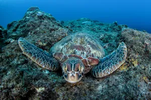 Green turtle (Chelonia mydas), Xiaoliuqiu Island, Taiwan Green turtle (Chelonia mydas), Xiaoliuqiu Island, Taiwan
