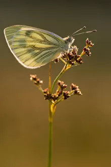 Images Dated 17th July 2013: Green-veined white butterfly (Artogeia / Pieris napi) resting on reed in late evening light