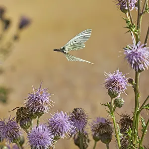 Green veined white butterfly (Pieris napi) in flight, Rookery Wood, Sussex, England, UK Green veined white butterfly (Pieris napi) in flight, Rookery Wood, Sussex, England, UK