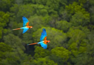 Green winged macaw (Ara chloroptera) pair flying, Chapada dos Guimaraes, Mato Grosso Green winged macaw (Ara chloroptera) pair flying, Chapada dos Guimaraes, Mato Grosso