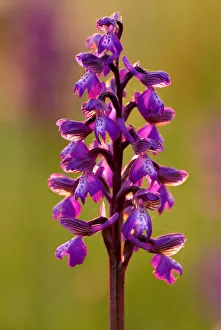 Green-winged orchid {Anacamptis morio}, Barrington Hill (NNR) Somerset. UK Green-winged orchid {Anacamptis morio}, Barrington Hill (NNR) Somerset. UK