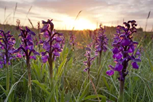 Green-winged orchids (Anacamptis morio) at sunrise, Ashton Court Park, Bristol, UK, May Green-winged orchids (Anacamptis morio) at sunrise, Ashton Court Park, Bristol, UK, May