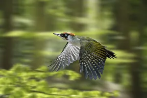 Green Woodpecker (Picus viridis) male flying through Beech woodland in spring Green Woodpecker (Picus viridis) male flying through Beech woodland in spring