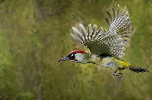 Green woodpecker {Picus viridis} male in flight, Lorraine, France Green woodpecker {Picus viridis} male in flight, Lorraine, France