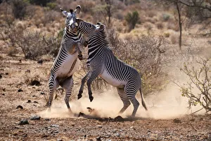 Grevy zebra (Equus grevyi) stallions fighting, Samburu National Reserve, Kenya Grevy zebra (Equus grevyi) stallions fighting, Samburu National Reserve, Kenya