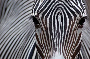Grevys zebra (Equus grevyi) close up, captive Grevys zebra (Equus grevyi) close up, captive