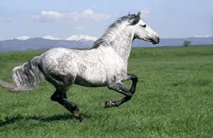 Grey Andalusian stallion cantering with Rocky mtns behind, Colorado, USA Grey Andalusian stallion cantering with Rocky mtns behind, Colorado, USA