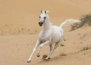 Grey Arabian stallion running in desert dunes near Dubai, United Arab Emirates Grey Arabian stallion running in desert dunes near Dubai, United Arab Emirates