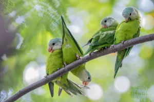 Grey-cheeked parakeets (Brotogeris pyrrhoptera) perched and grooming on a branch Grey-cheeked parakeets (Brotogeris pyrrhoptera) perched and grooming on a branch