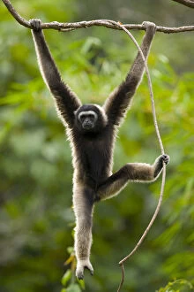 Images Dated 18th April 2007: Grey gibbon (Hylobates muelleri) swinging from branch in rainforest and using foot