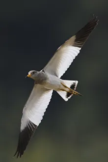 Grey-headed lapwing (Vanellus cinereus) winter plumage, flying i, Yangxian Nature Reserve Grey-headed lapwing (Vanellus cinereus) winter plumage, flying i, Yangxian Nature Reserve