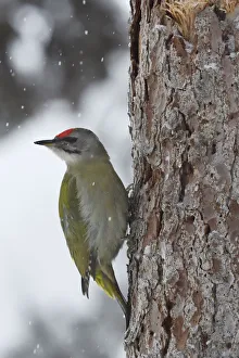 Grey-headed woodpecker (Picus canus) on tree trunk in falling snow Grey-headed woodpecker (Picus canus) on tree trunk in falling snow