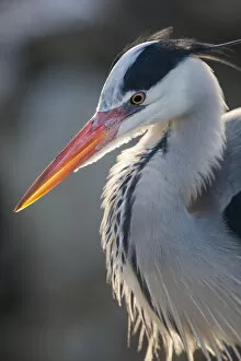Grey heron (Ardea cinerea) adult in breeding plumage, close-up of head and colourful orange beak