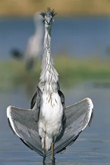 Images Dated 19th May 2003: Grey heron {Ardea cinerea} Al Ansab, Oman