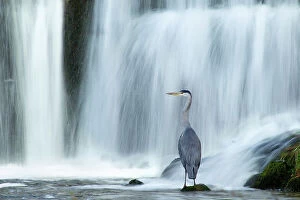 Competitions Gallery: Grey heron (Ardea cinerea) beneath waterfall. Ambleside, Lake District, UK, November