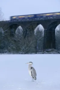 Grey heron (Ardea cinerea) on frozen river, River Tame, Reddish Vale Country Park Grey heron (Ardea cinerea) on frozen river, River Tame, Reddish Vale Country Park