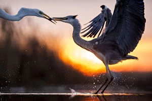 Grey heron (Ardea cinerea) and Great egret (Ardea alba) fighting over fish, Lake Csaj