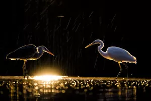 Grey heron (Ardea cinerea) and Great white egret (Ardea alba) standing facing each other at sunrise