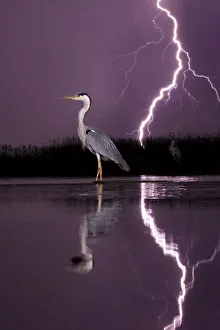 Grey heron (Ardea cinerea) with lightning storm at night. Lake Csaj, Kiskunsagi National Park, Pusztaszer, Hungary Grey heron (Ardea cinerea) with lightning storm at night. Lake Csaj, Kiskunsagi National Park, Pusztaszer, Hungary