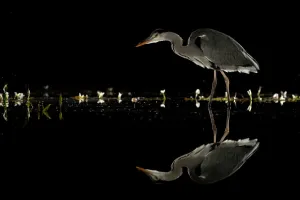 Grey heron (Ardea cinerea) wading at night, reflected in water Grey heron (Ardea cinerea) wading at night, reflected in water