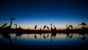 Grey herons (Ardea cinerea) standing in water a dawn, Puszaszer, Hungary, July Grey herons (Ardea cinerea) standing in water a dawn, Puszaszer, Hungary, July
