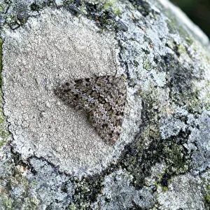 Grey mountain carpet moth (Entephria caesiata) on lichen, Benaughlin Cliffs Grey mountain carpet moth (Entephria caesiata) on lichen, Benaughlin Cliffs