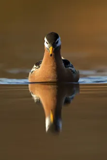 Sandpipers Gallery: Red Phalarope Collection