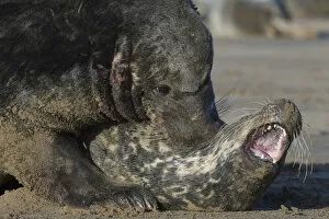 Images Dated 23rd November 2008: Grey seal (Halichoerus grypus) mating behaviour, male pinning down female, Donna Nook