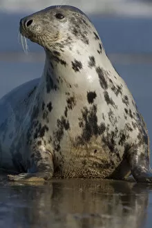 Images Dated 23rd November 2008: Grey seal (Halichoerus grypus) portrait, Donna Nook, Lincolnshire, UK, November 2008
