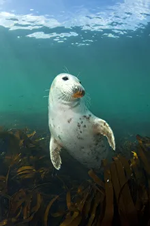 Grey seal (Halichoerus grypus) portrait, underwater amongst kelp, Farne Islands, Northumberland Grey seal (Halichoerus grypus) portrait, underwater amongst kelp, Farne Islands, Northumberland