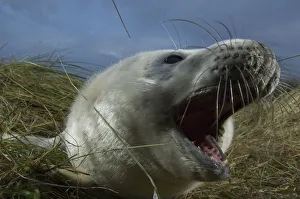Grey seal (Halichoerus grypus) pup calling, Donna Nook, Lincolnshire, UK, November 2008 Grey seal (Halichoerus grypus) pup calling, Donna Nook, Lincolnshire, UK, November 2008