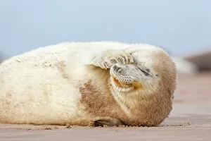 Lying On Side Collection: Grey seal (Halichoerus grypus) pup with flipper over one eye and both eyes closed